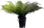 Soft Tree Fern